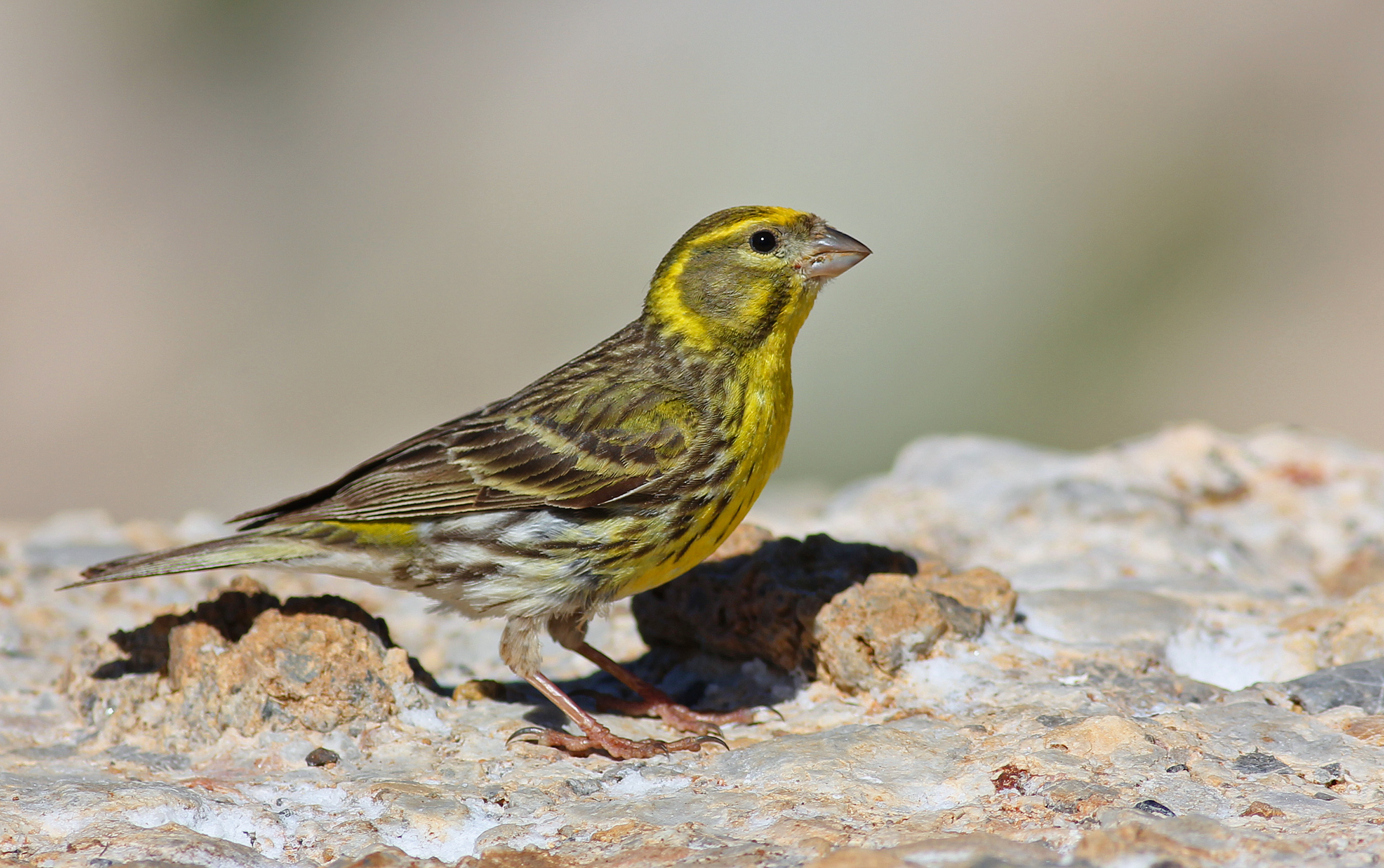 European Serin